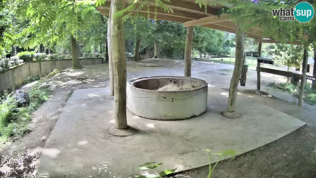 Zebre v živo v živalskem vrtu Ljubljana ZOO spletne kamere