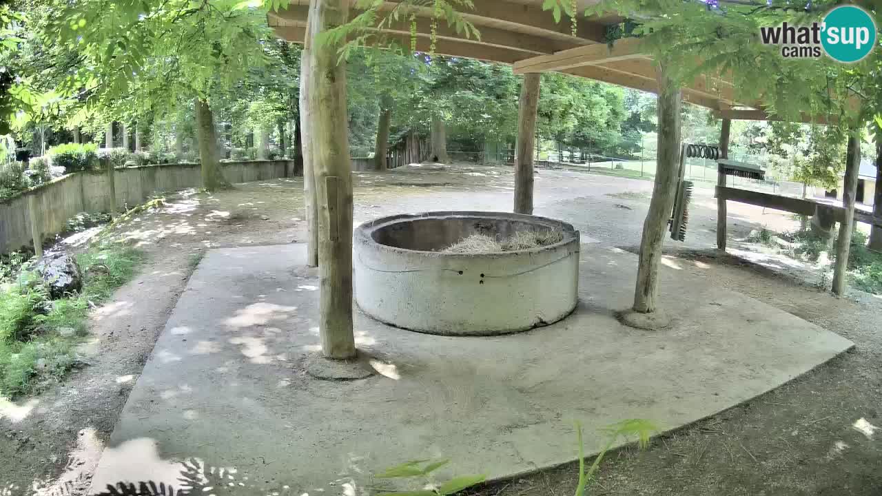 Camera en vivo Cebras in Ljubljana ZOO – Eslovenia
