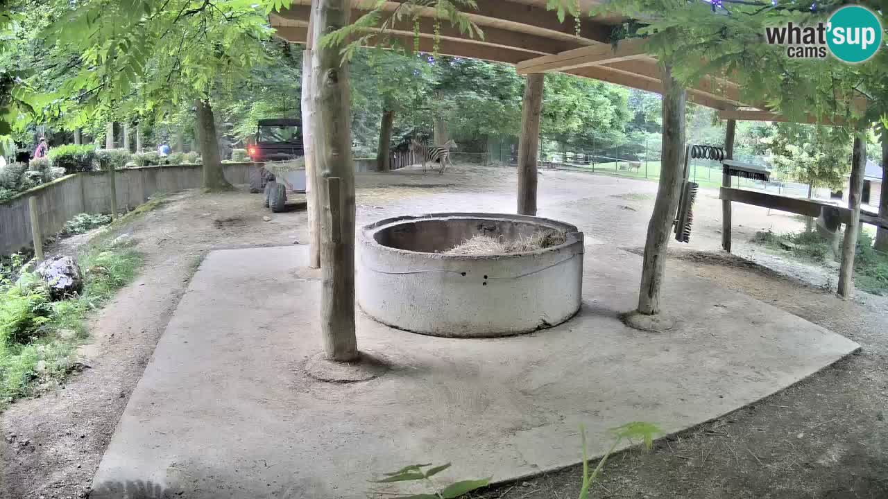 Le Zebre nello ZOO di Ljubljana – Slovenia Live webcam