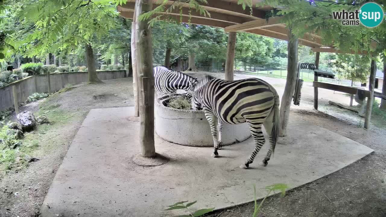 Le Zebre nello ZOO di Ljubljana – Slovenia Live webcam