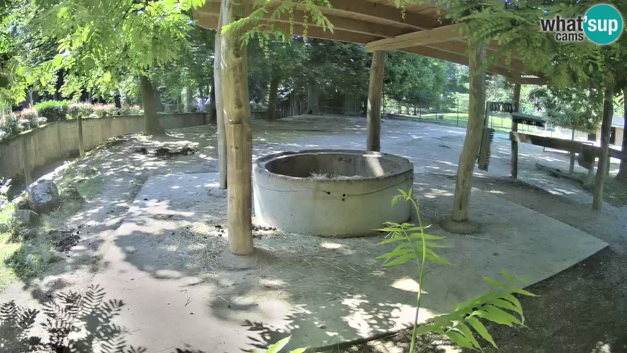 Live webcam Zebras in Ljubljana ZOO – Slovenia