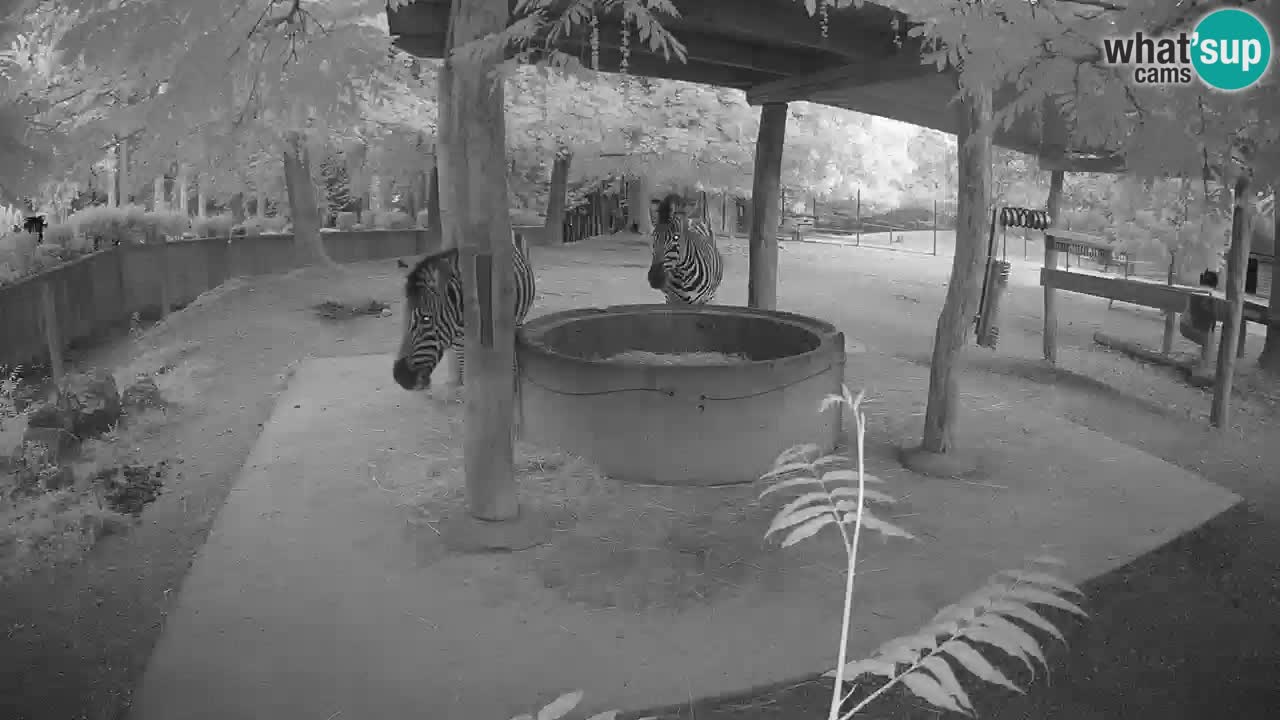 Live webcam Zebras in Ljubljana ZOO – Slovenia