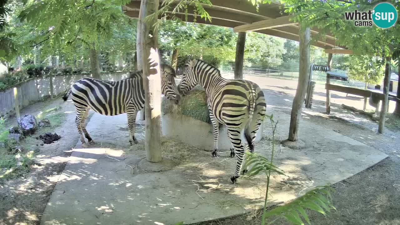 Web kamera uživo Zebras u ZOO Ljubljana – Slovenija