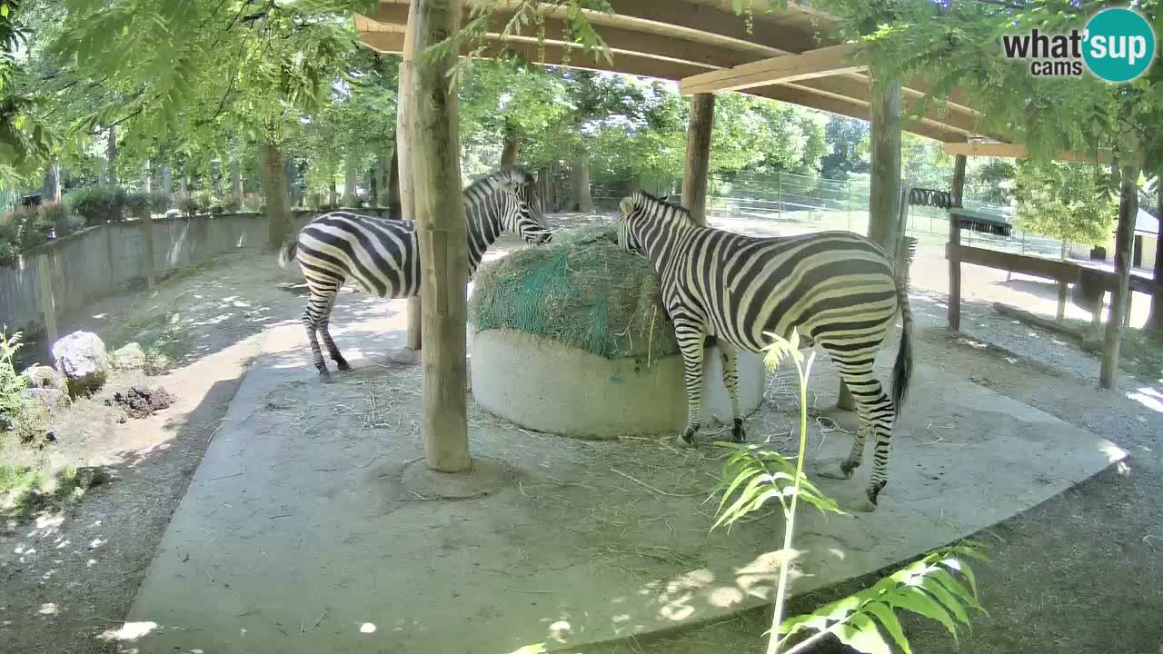 Live Webcam Zebras in Ljubljana ZOO – Slowenien