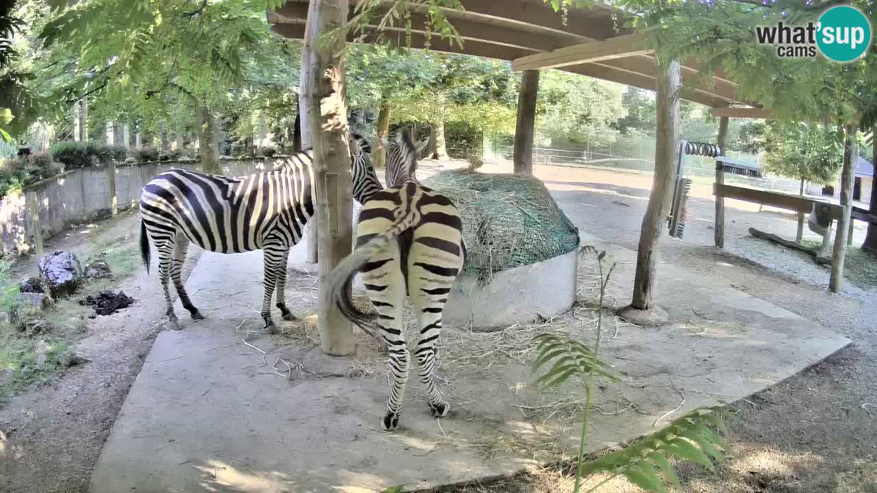 Live webcam Zebras in Ljubljana ZOO – Slovenia