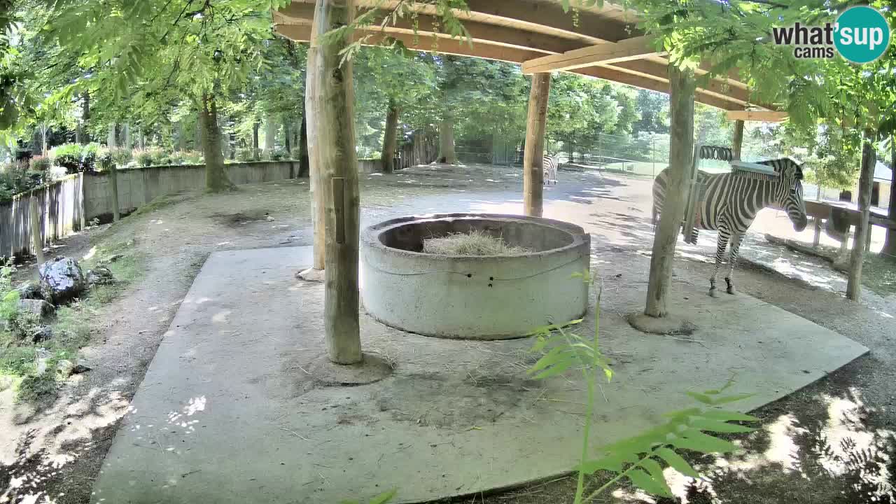 Zebre v živo v živalskem vrtu Ljubljana ZOO spletne kamere