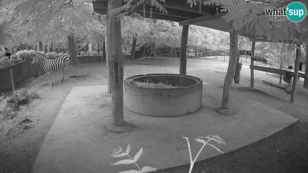Live webcam Zebras in Ljubljana ZOO – Slovenia