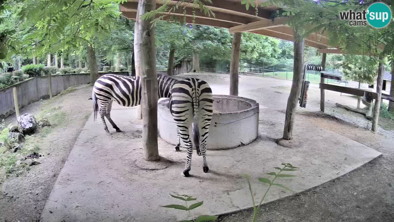 Live webcam Zebras in Ljubljana ZOO – Slovenia