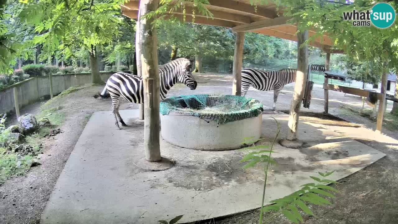 Live webcam Zebras in Ljubljana ZOO – Slovenia