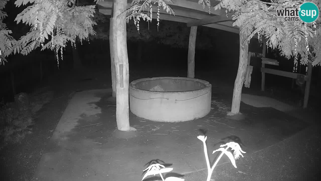 Zebre v živo v živalskem vrtu Ljubljana ZOO spletne kamere