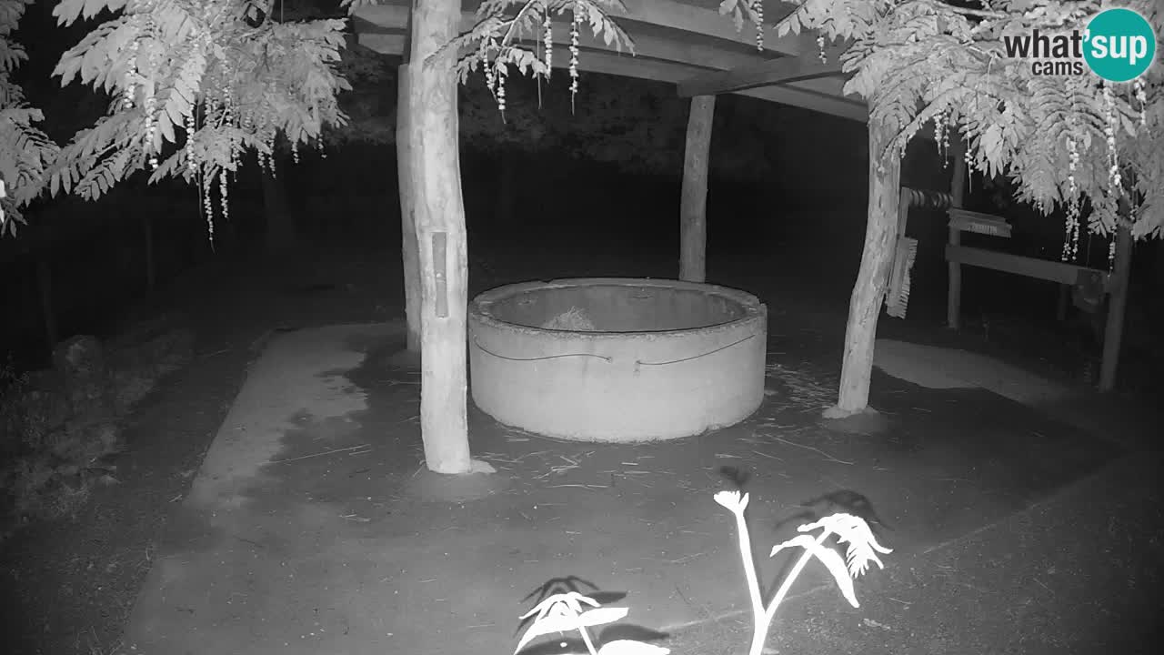 Live Webcam Zebras in Ljubljana ZOO – Slowenien