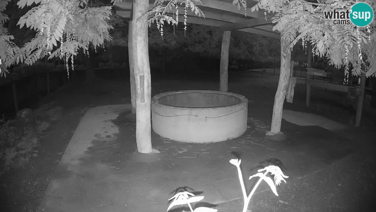 Zebre v živo v živalskem vrtu Ljubljana ZOO spletne kamere