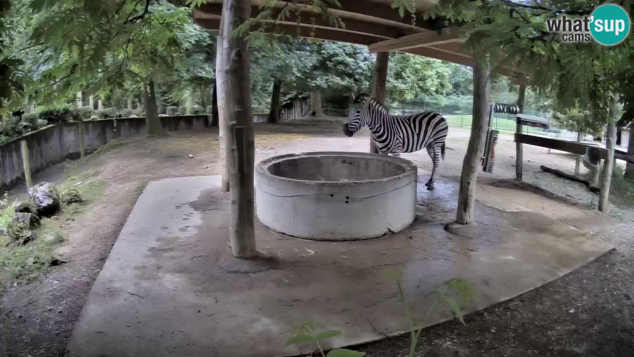 Live Webcam Zebras in Ljubljana ZOO – Slowenien