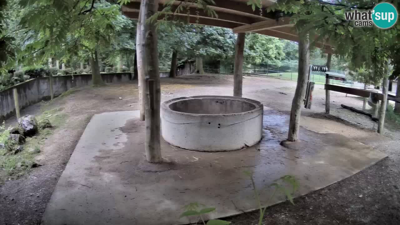 Zebre v živo v živalskem vrtu Ljubljana ZOO spletne kamere
