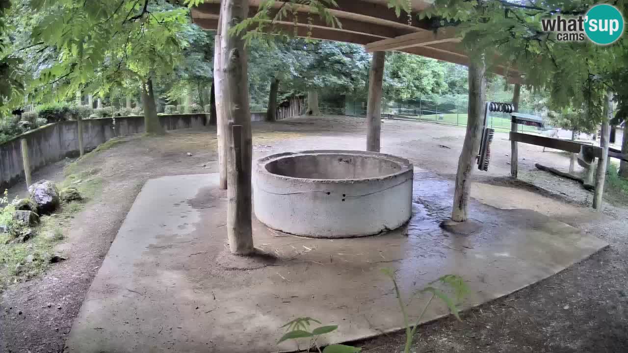 Live Webcam Zebras in Ljubljana ZOO – Slowenien
