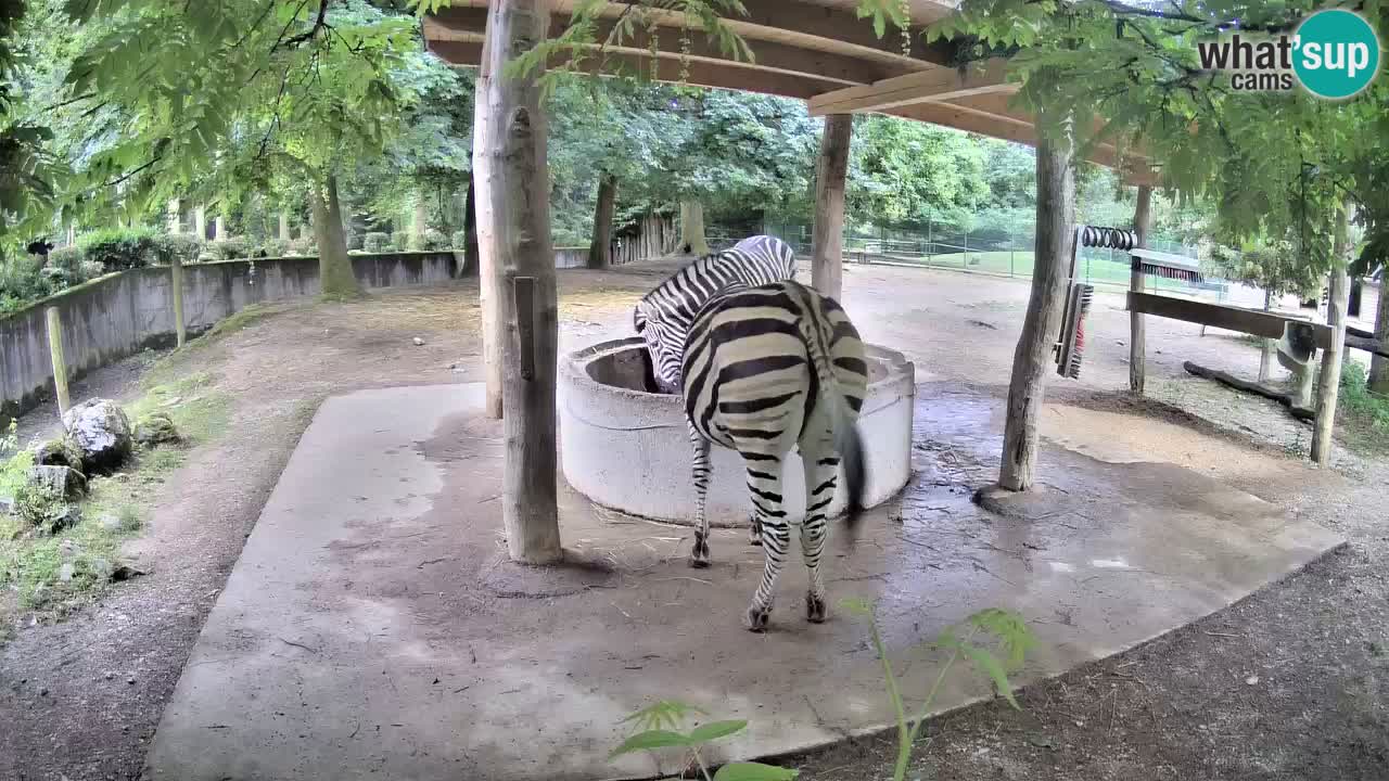 Zebre v živo v živalskem vrtu Ljubljana ZOO spletne kamere