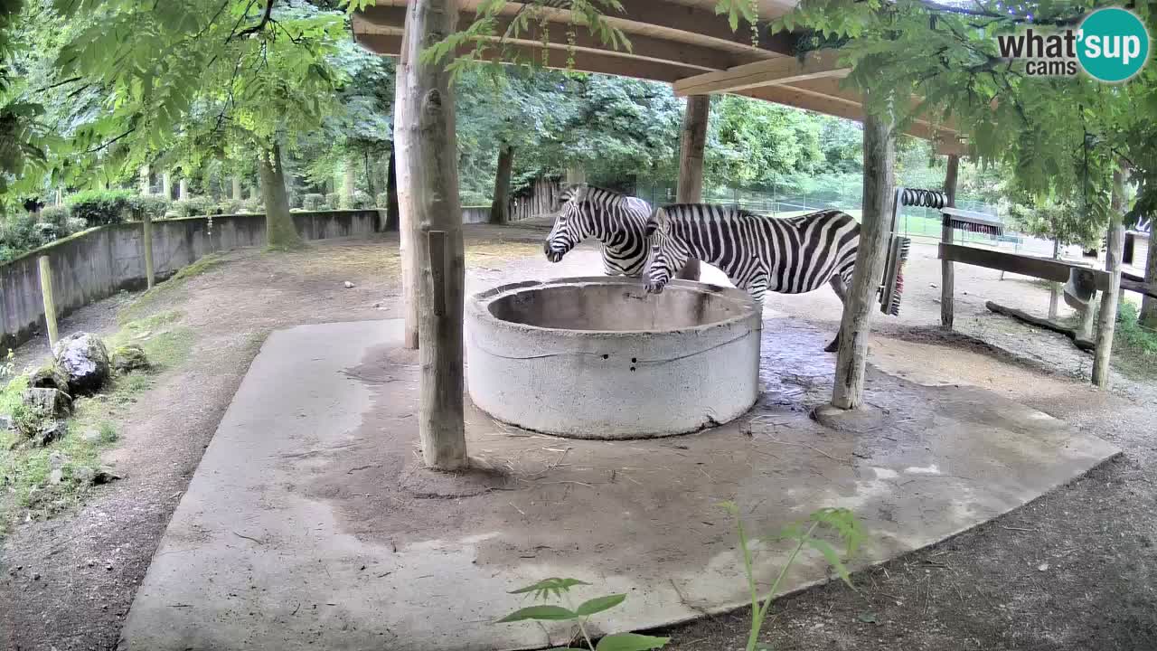 Live Webcam Zebras in Ljubljana ZOO – Slowenien