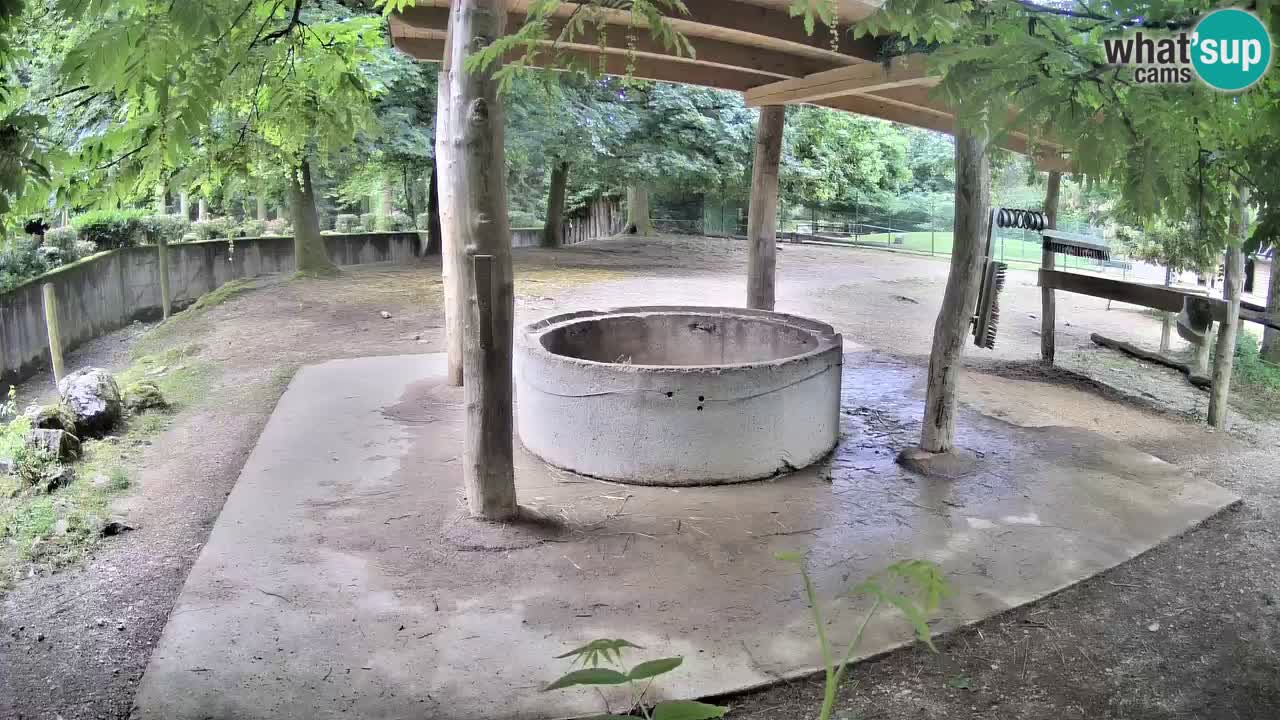 Web kamera uživo Zebras u ZOO Ljubljana – Slovenija