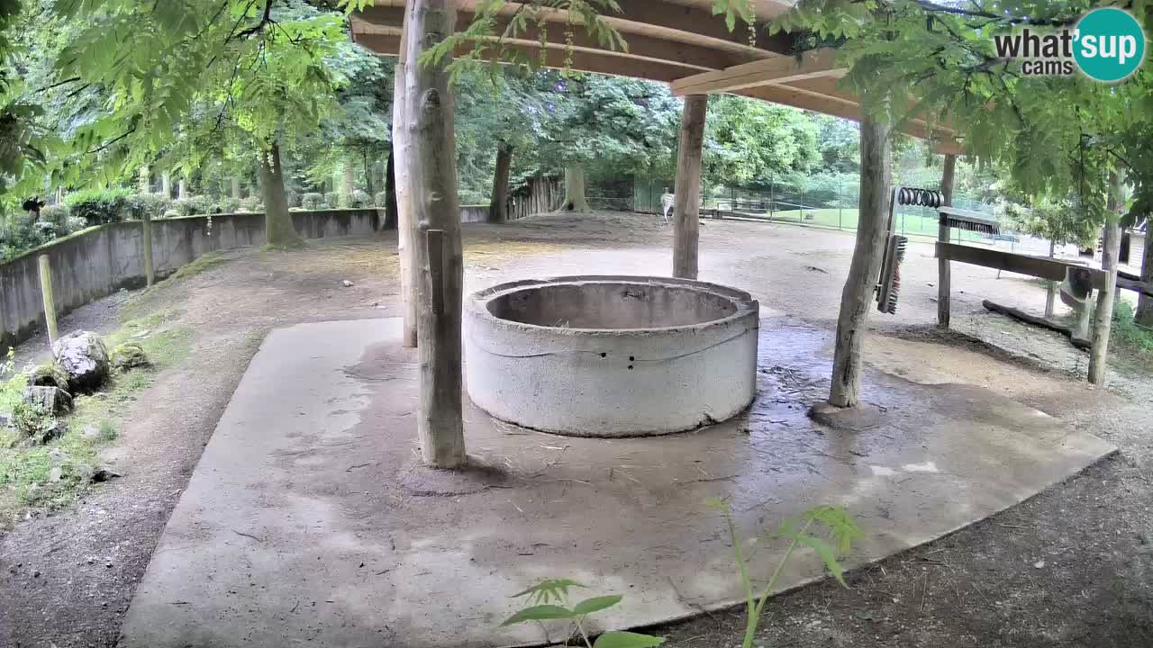 Live Webcam Zebras in Ljubljana ZOO – Slowenien