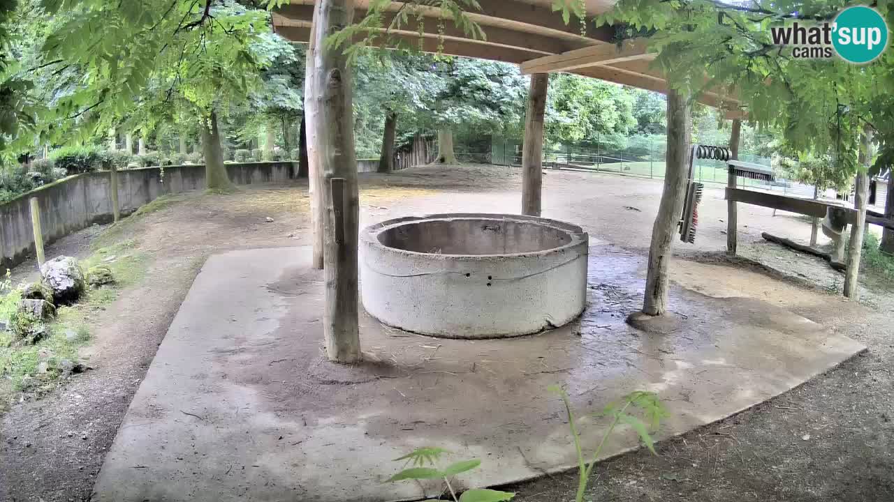 Live webcam Les zèbres in Ljubljana ZOO – Slovénie