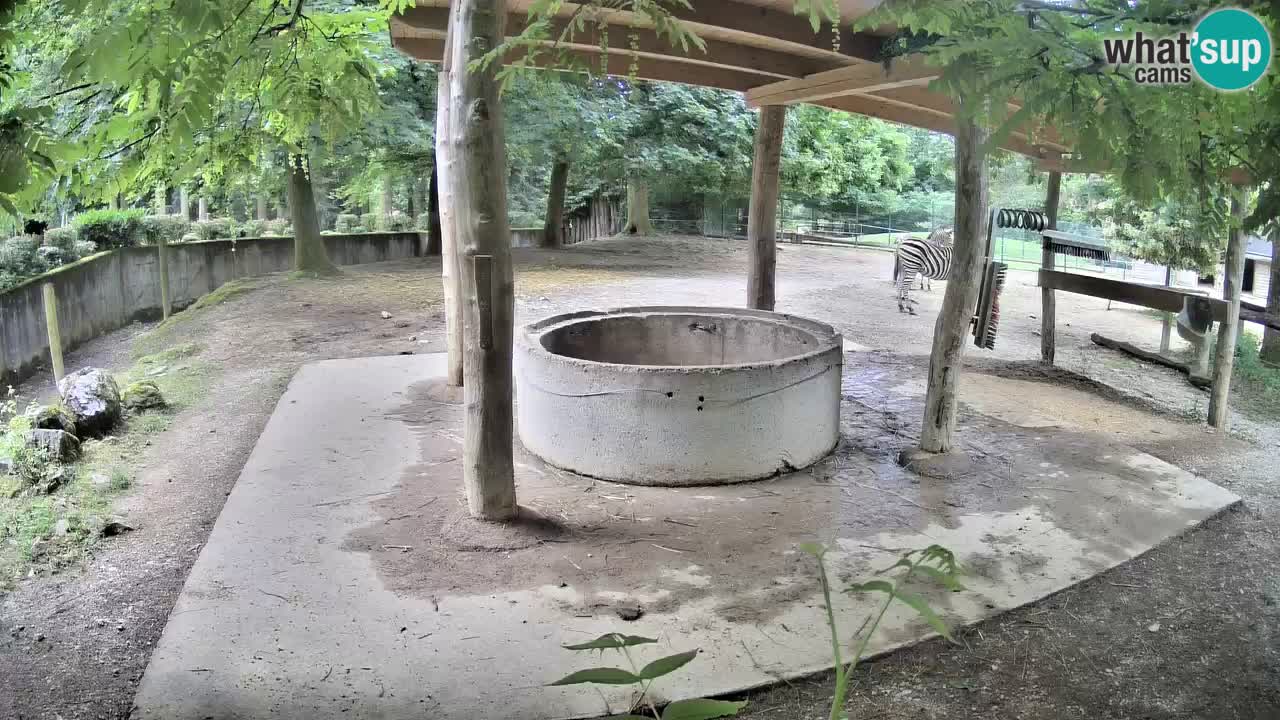 Web kamera uživo Zebras u ZOO Ljubljana – Slovenija