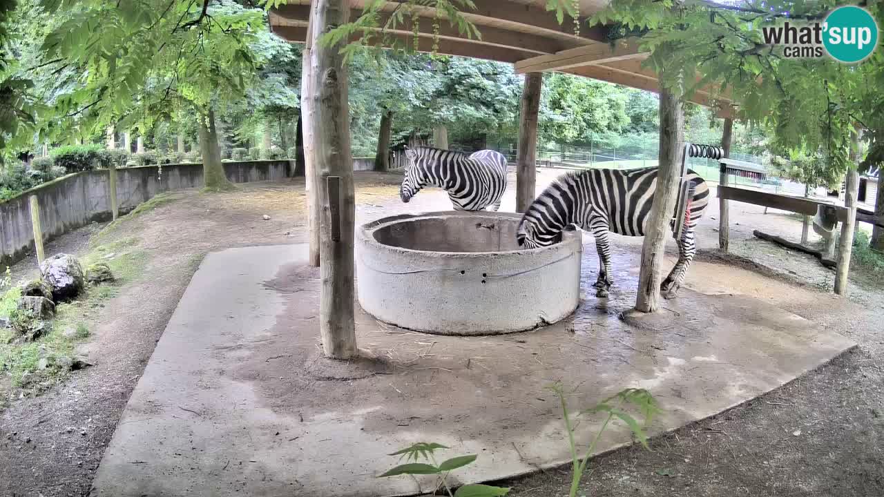 Web kamera uživo Zebras u ZOO Ljubljana – Slovenija
