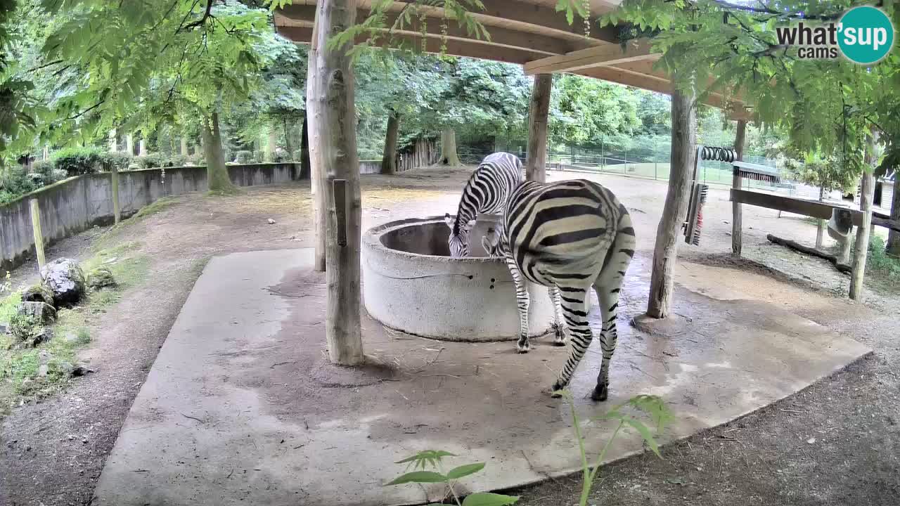 Camera en vivo Cebras in Ljubljana ZOO – Eslovenia