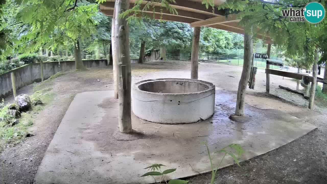 Le Zebre nello ZOO di Ljubljana – Slovenia Live webcam