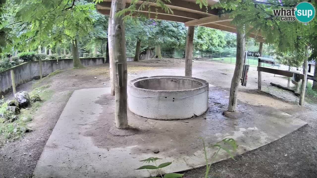 Le Zebre nello ZOO di Ljubljana – Slovenia Live webcam
