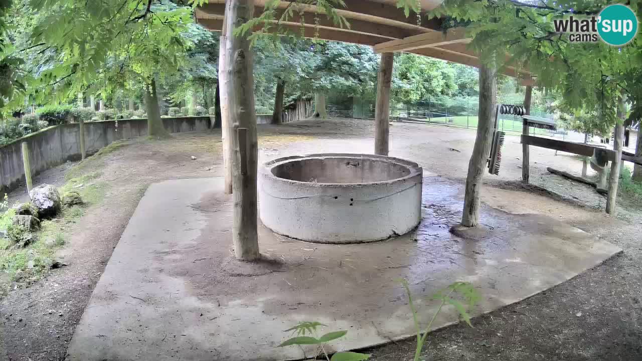 Live webcam Les zèbres in Ljubljana ZOO – Slovénie