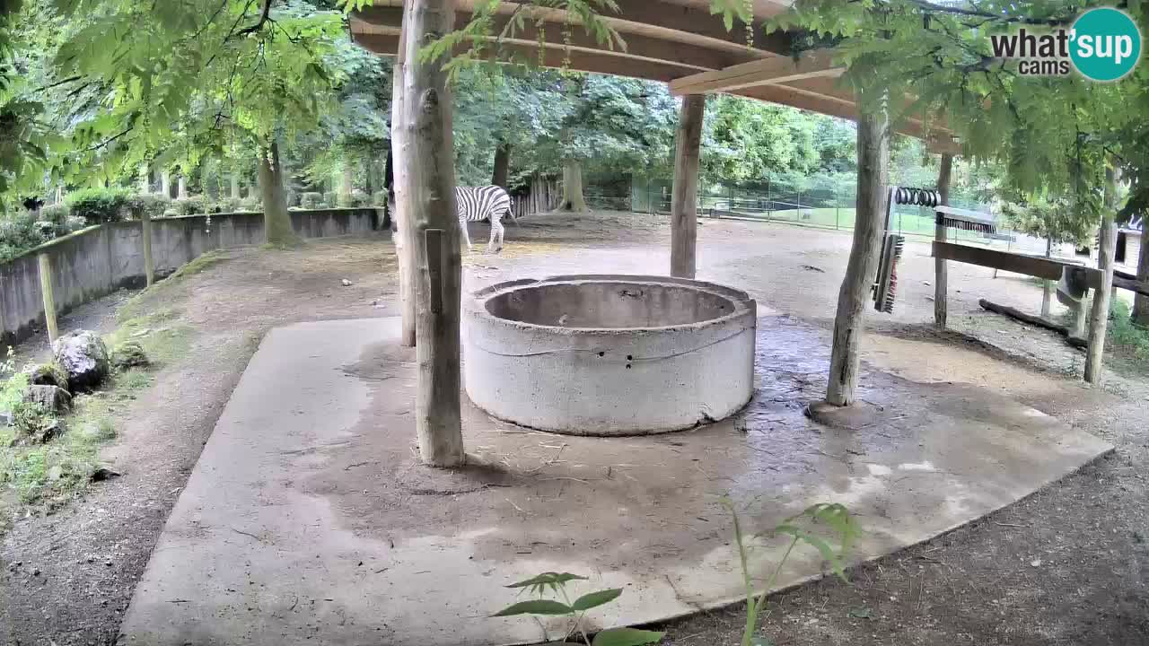 Le Zebre nello ZOO di Ljubljana – Slovenia Live webcam