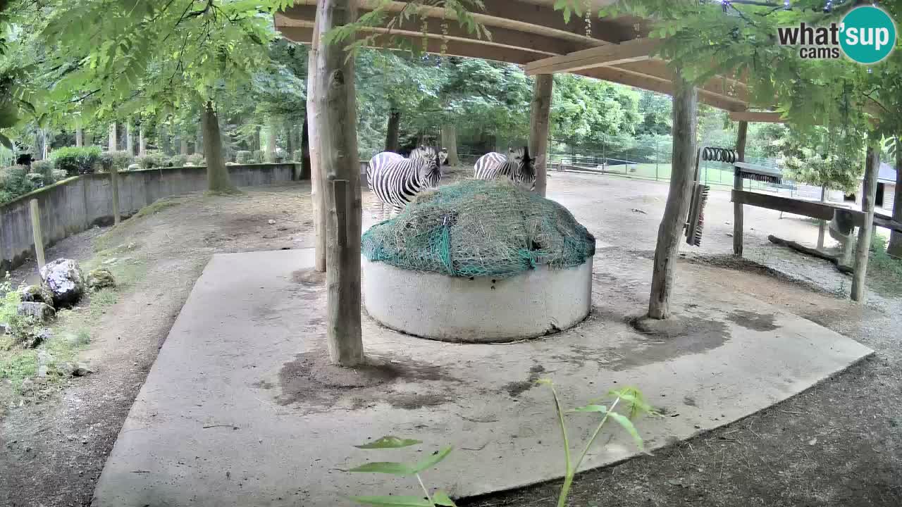 Live webcam Zebras in Ljubljana ZOO – Slovenia
