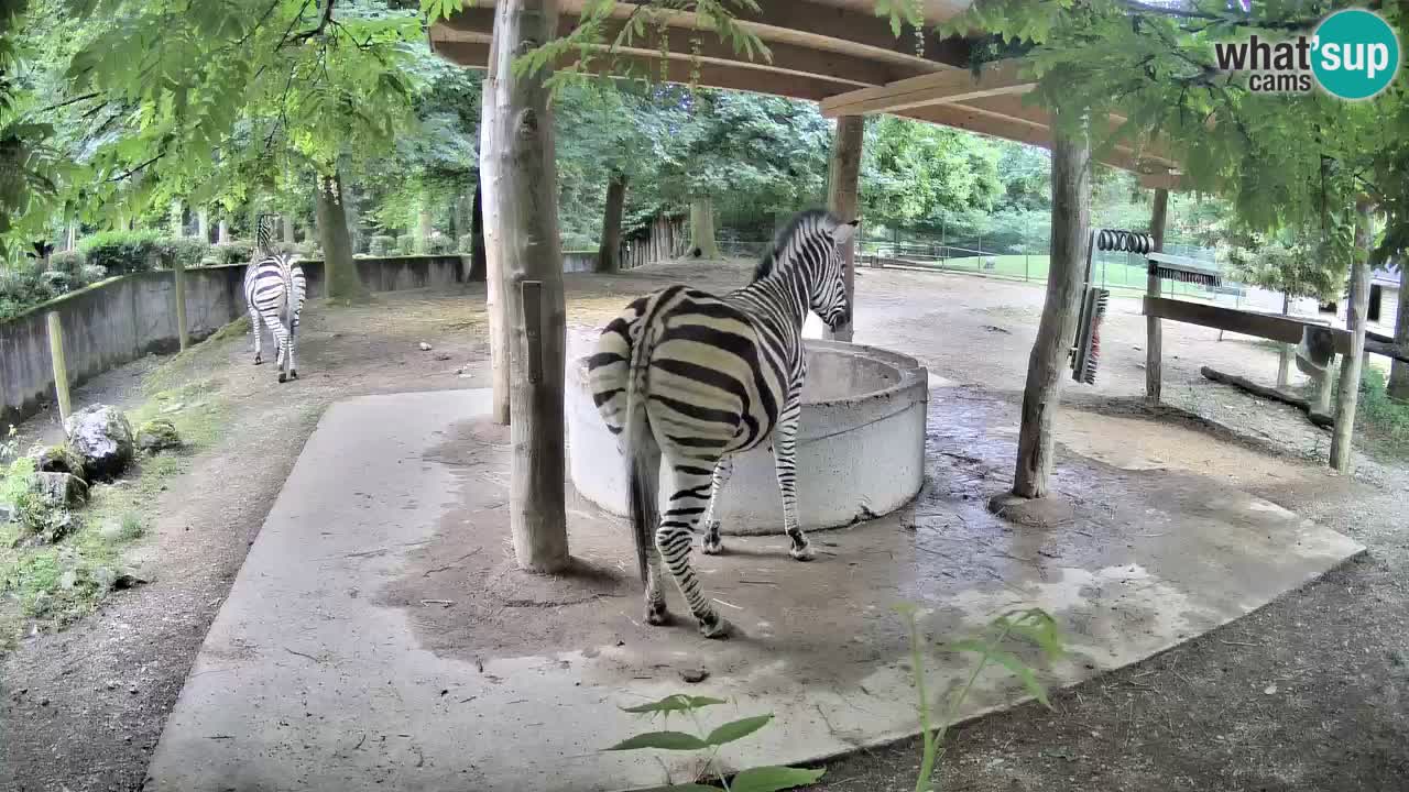 Le Zebre nello ZOO di Ljubljana – Slovenia Live webcam