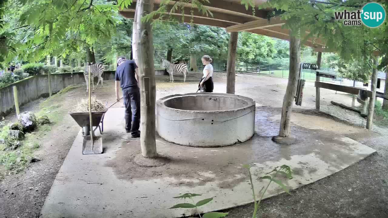 Live webcam Les zèbres in Ljubljana ZOO – Slovénie