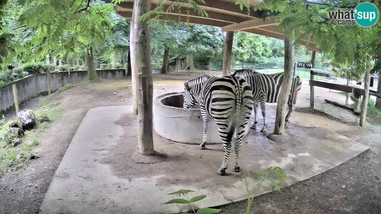 Le Zebre nello ZOO di Ljubljana – Slovenia Live webcam