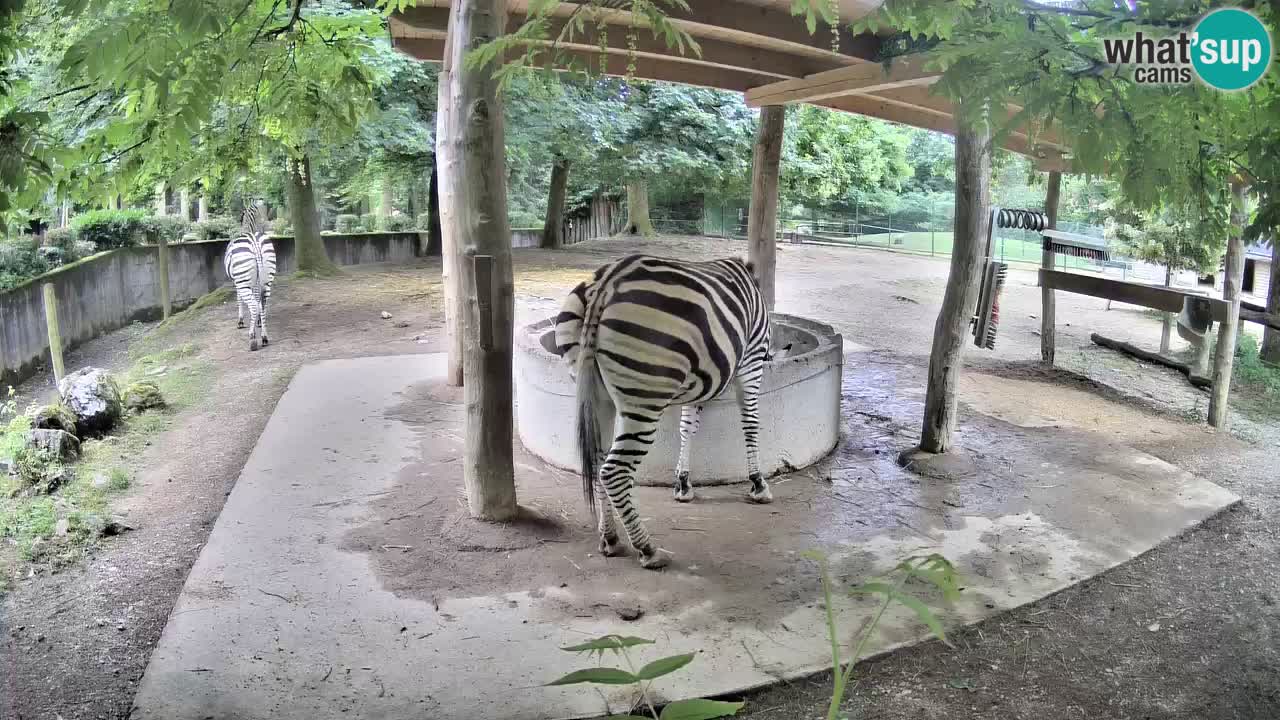 Le Zebre nello ZOO di Ljubljana – Slovenia Live webcam