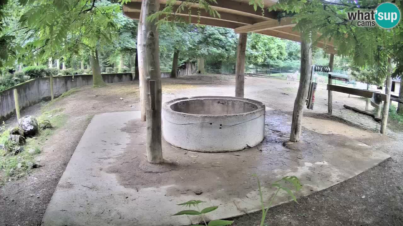 Live webcam Zebras in Ljubljana ZOO – Slovenia