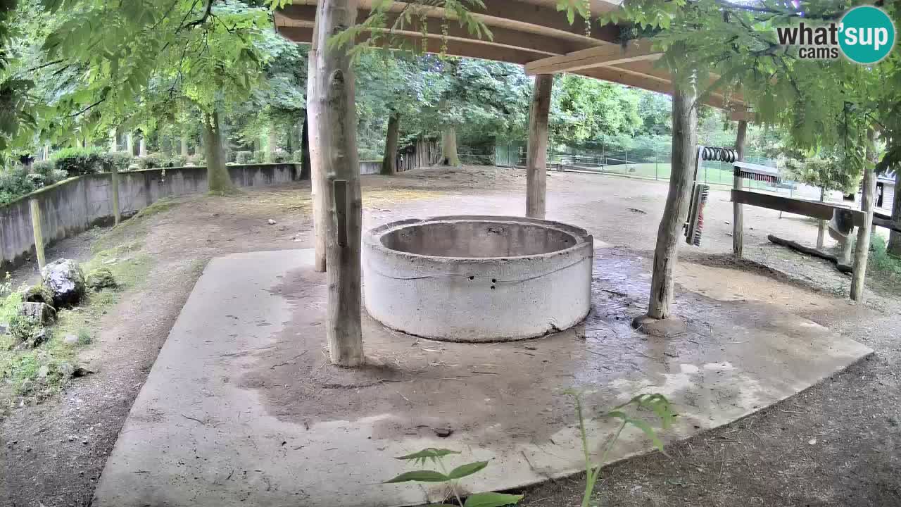 Live webcam Les zèbres in Ljubljana ZOO – Slovénie