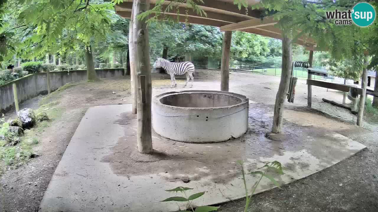 Camera en vivo Cebras in Ljubljana ZOO – Eslovenia