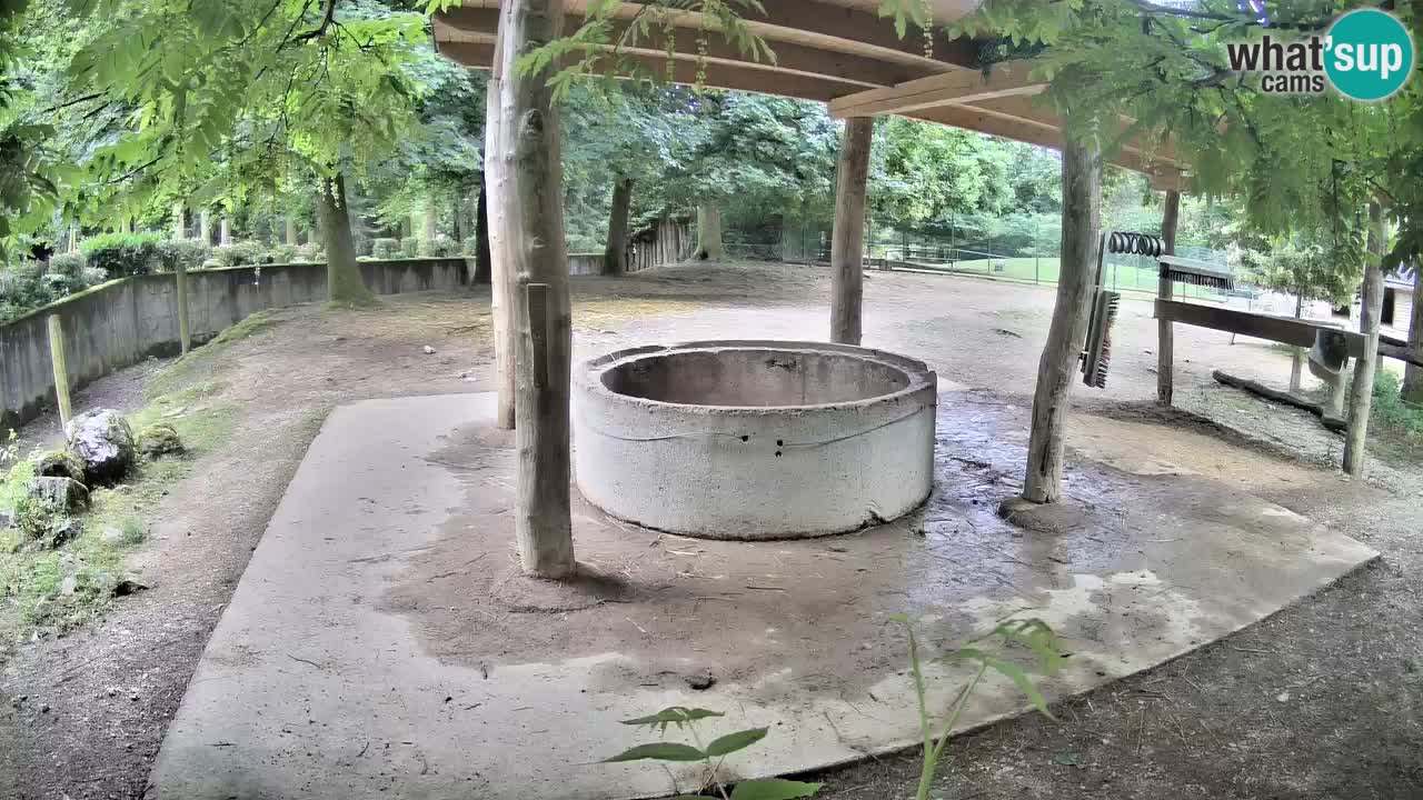 Zebre v živo v živalskem vrtu Ljubljana ZOO spletne kamere