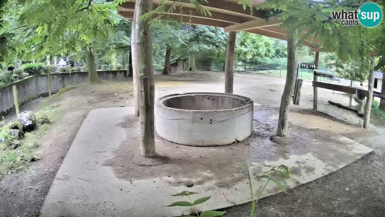 Live webcam Les zèbres in Ljubljana ZOO – Slovénie