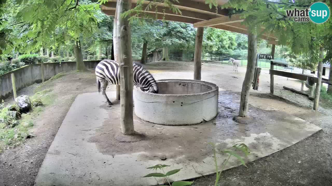 Live webcam Zebras in Ljubljana ZOO – Slovenia