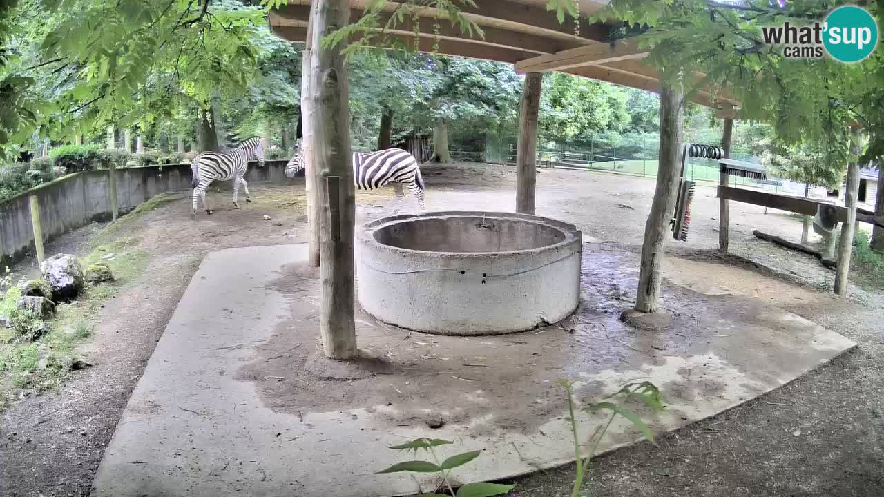 Live webcam Les zèbres in Ljubljana ZOO – Slovénie