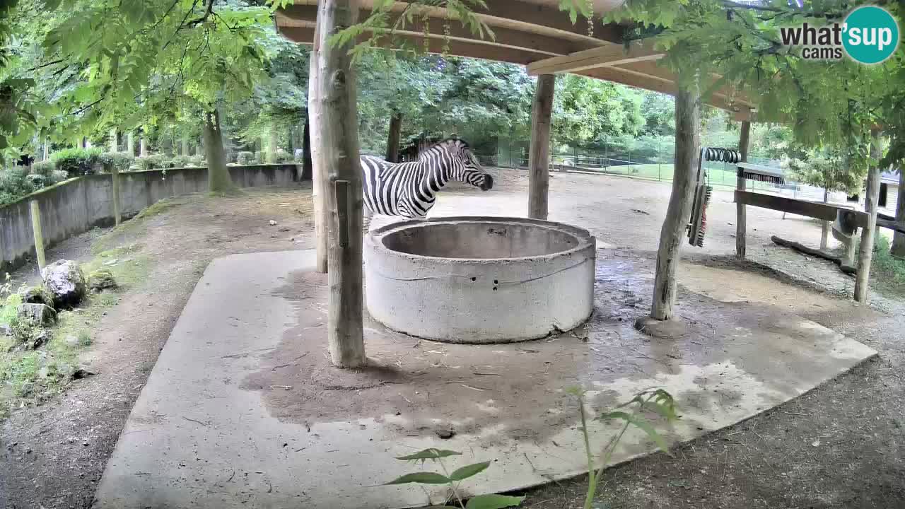 Live webcam Zebras in Ljubljana ZOO – Slovenia