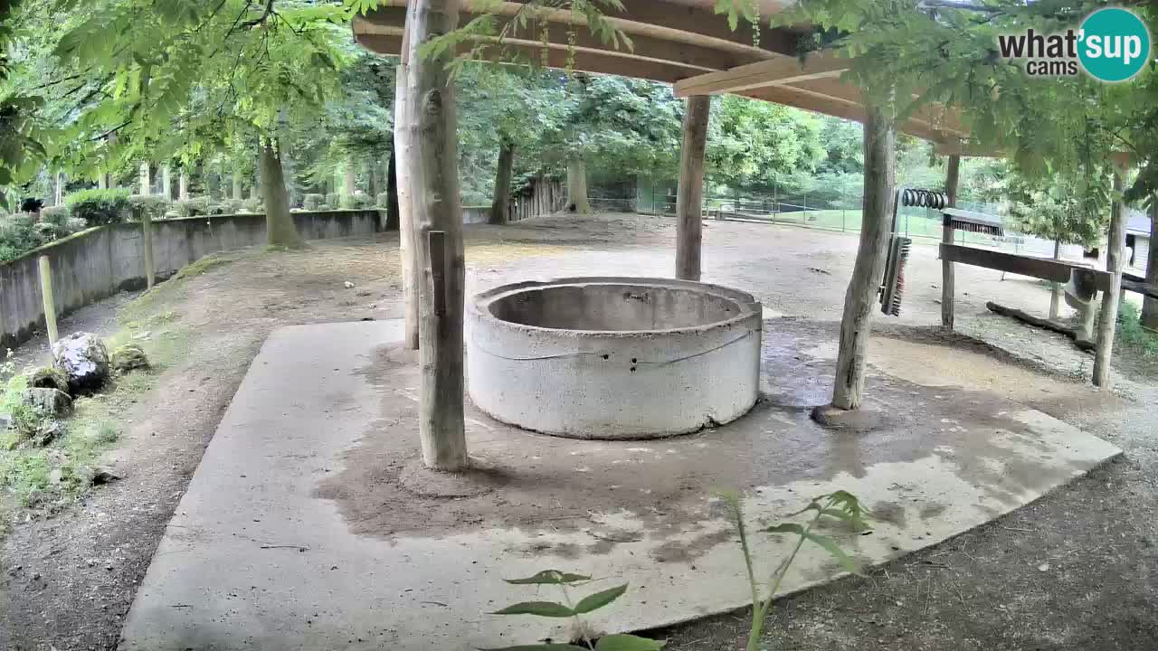 Le Zebre nello ZOO di Ljubljana – Slovenia Live webcam