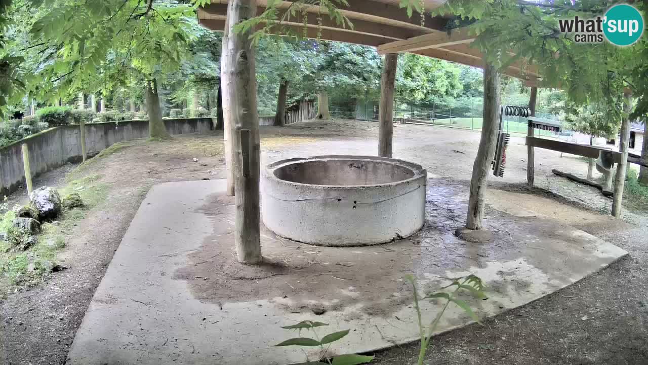 Camera en vivo Cebras in Ljubljana ZOO – Eslovenia