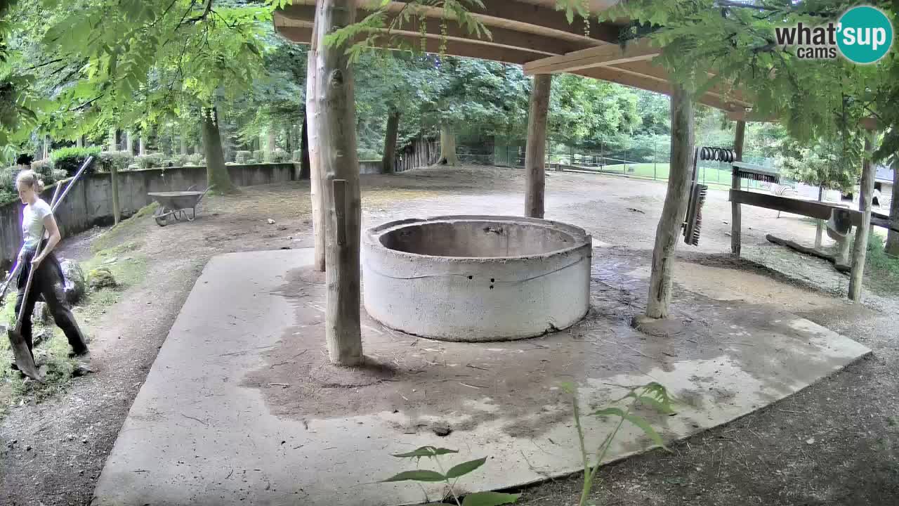 Live webcam Les zèbres in Ljubljana ZOO – Slovénie
