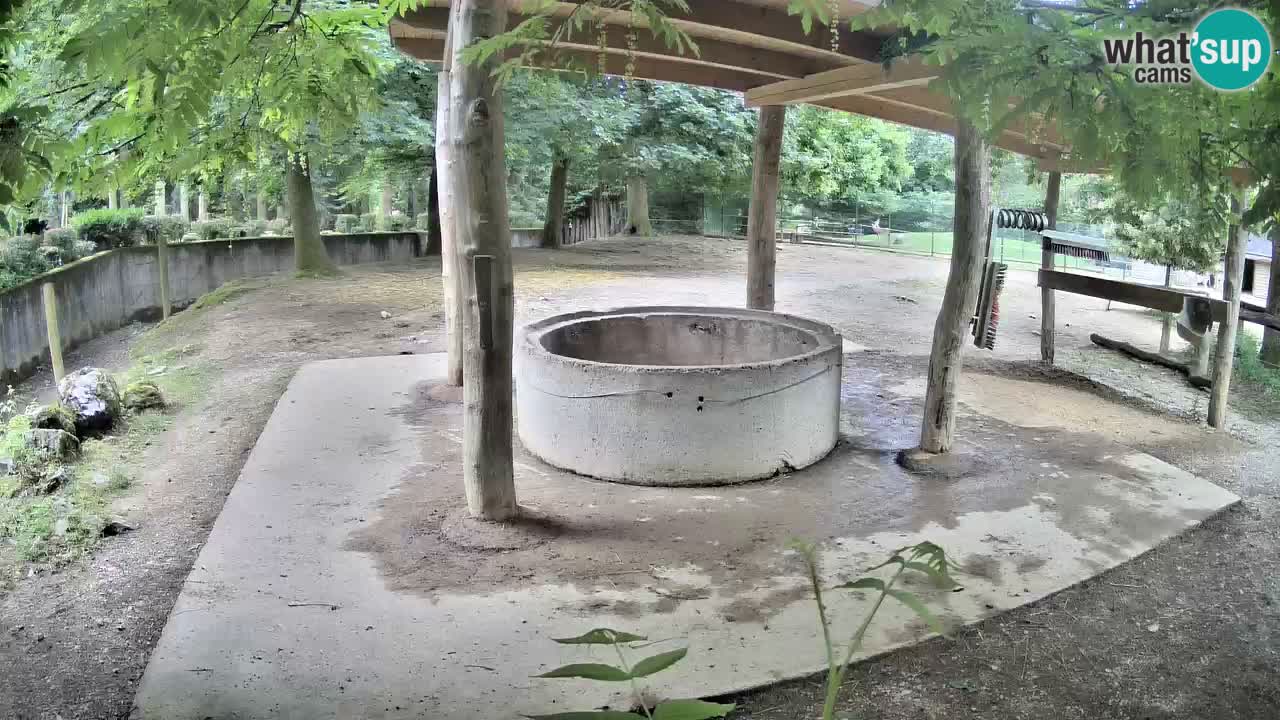 Live Webcam Zebras in Ljubljana ZOO – Slowenien