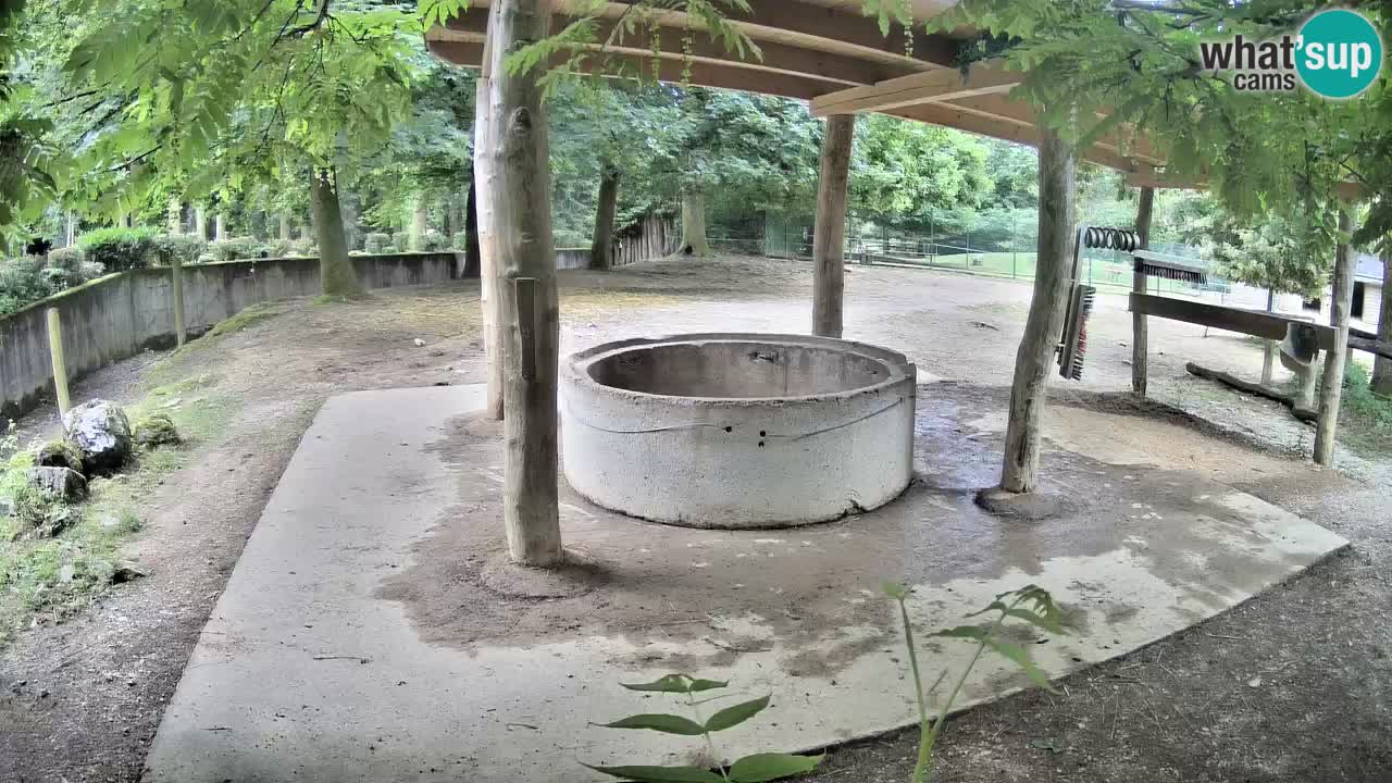 Live Webcam Zebras in Ljubljana ZOO – Slowenien
