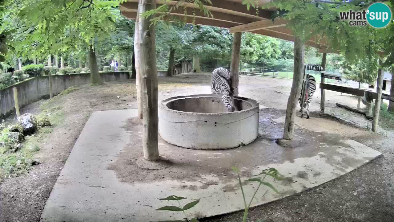 Live Webcam Zebras in Ljubljana ZOO – Slowenien